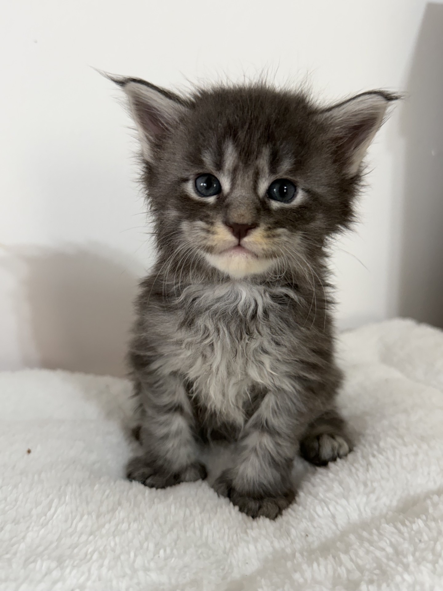 RÉSERVE Mâle bleu tabby