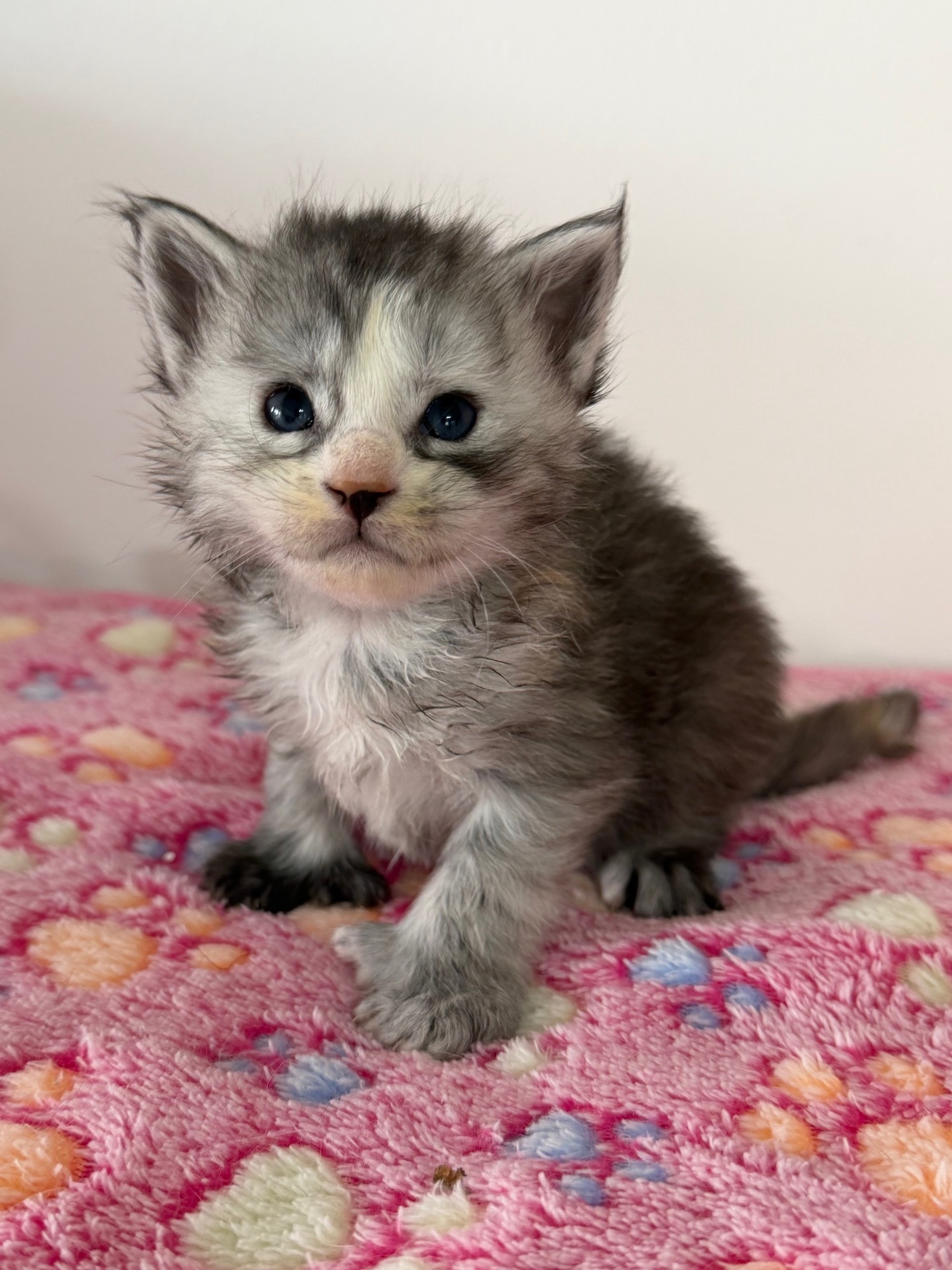 Photo de Femelle tortie polydactile