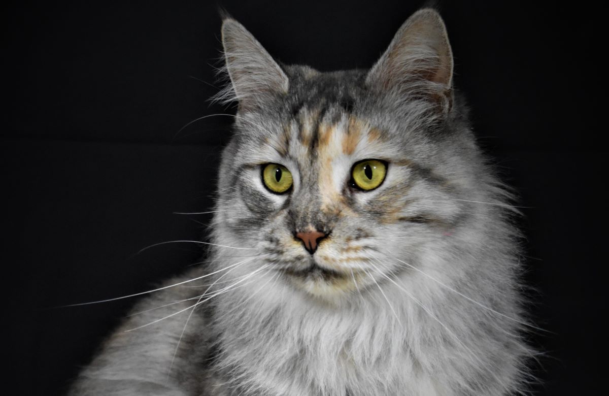 Reproducteur Maine Coon - Nova